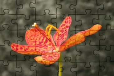 èŠ± jigsaw puzzle
