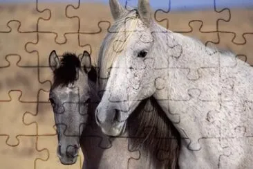Spanish Horses