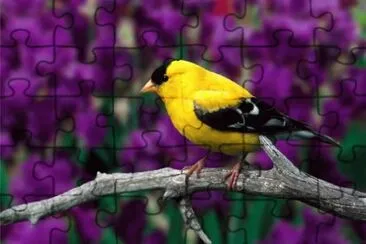 Goldfinch