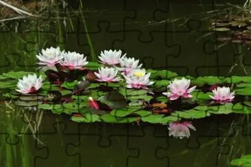 Water Lilies Pond jigsaw puzzle