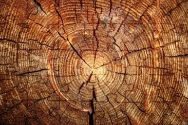 Wood, count my age