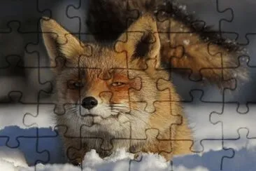 Fox in the Snow