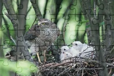 Sparrow hawk with baby Sperrows