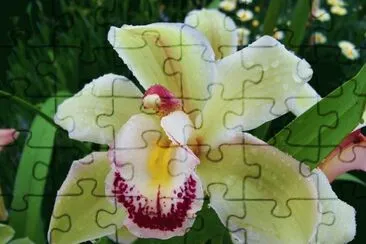 Orquidea jigsaw puzzle