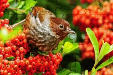 Young Bird jigsaw puzzle