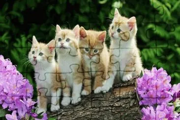 Kittens jigsaw puzzle