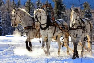 White Horses in the Snow