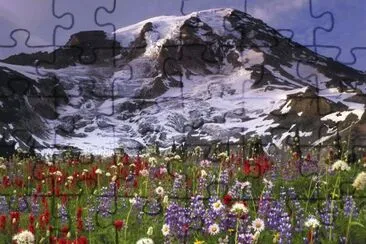 Wild Flowers in the Mountains