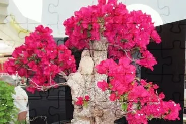 Bonsai de Primavera