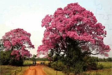 Beautiful Tree