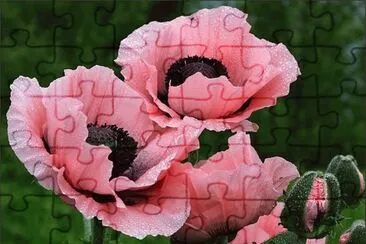 Poppy