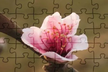 æ¡ƒèŠ± jigsaw puzzle