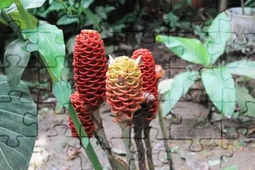 פאזל של flora tropical