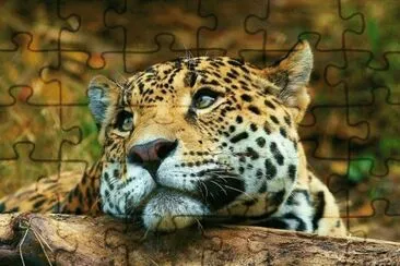 gueopardo jigsaw puzzle