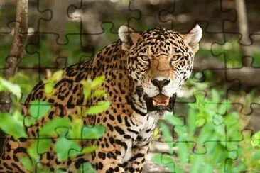 hey jigsaw puzzle