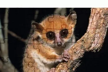lemur jigsaw puzzle