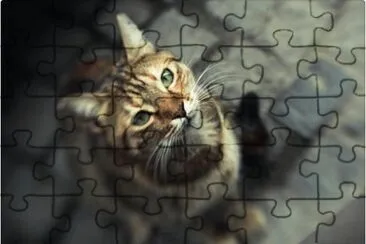 gatito jigsaw puzzle
