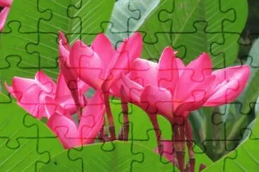 èŠ±