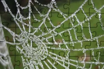 Frozen web