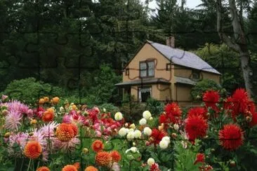 Flowers in the yard