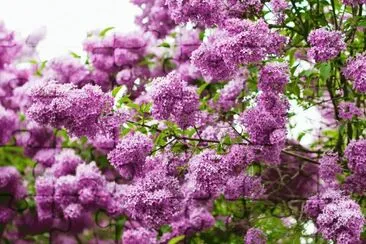 פאזל של Lilac Flowers