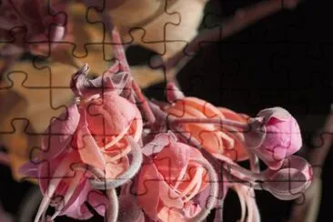 Cassia Grandis Carao Flower jigsaw puzzle