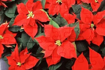 navidad