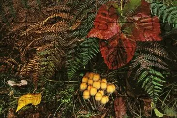 Autumn colours jigsaw puzzle
