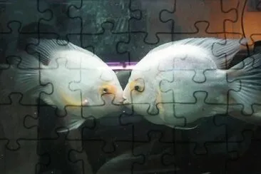 fishos jigsaw puzzle