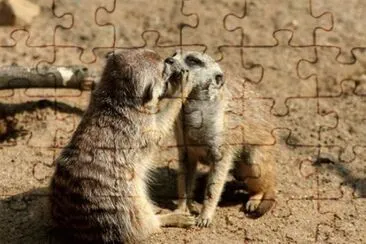 bexo bexo jigsaw puzzle