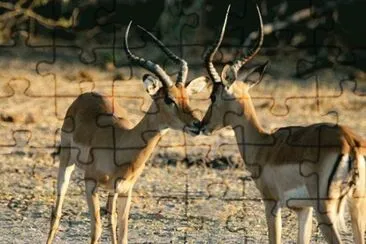 smuack jigsaw puzzle