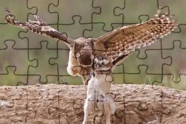 sorpresa jigsaw puzzle
