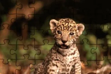 ternurita jigsaw puzzle