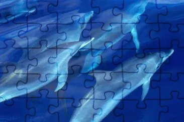 delfines jigsaw puzzle