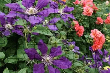 Purple Clematis and Coral Roses jigsaw puzzle
