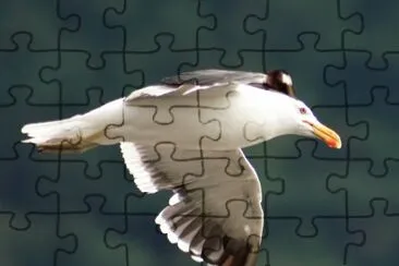 gaviota jigsaw puzzle