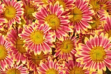 èŠèŠ±