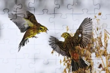 Clash of the Yellowhammers jigsaw puzzle