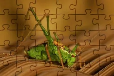 Grashopper