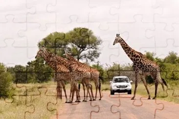 Giraffes in South Africa jigsaw puzzle