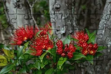 Antartica Flowers