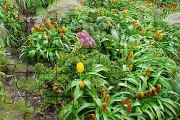 Antartica Flowers jigsaw puzzle