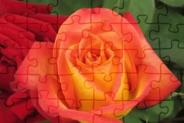 rose