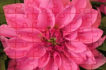lily