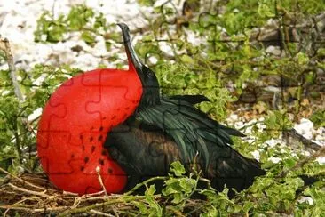 Frigatebird  Galapagos Islands jigsaw puzzle