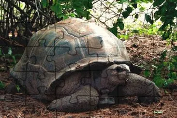 Aldabra Giant Turtle  Seychellen