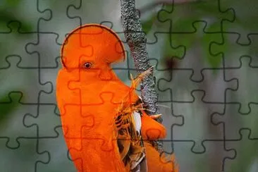 Orange Rockrooster  Suriname jigsaw puzzle