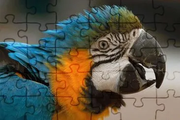 Blueyellow Ara    Suriname jigsaw puzzle