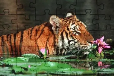 Swimming Tiger in Bangladesh jigsaw puzzle