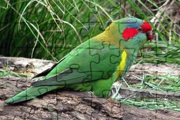 Muskus Lori  Australia